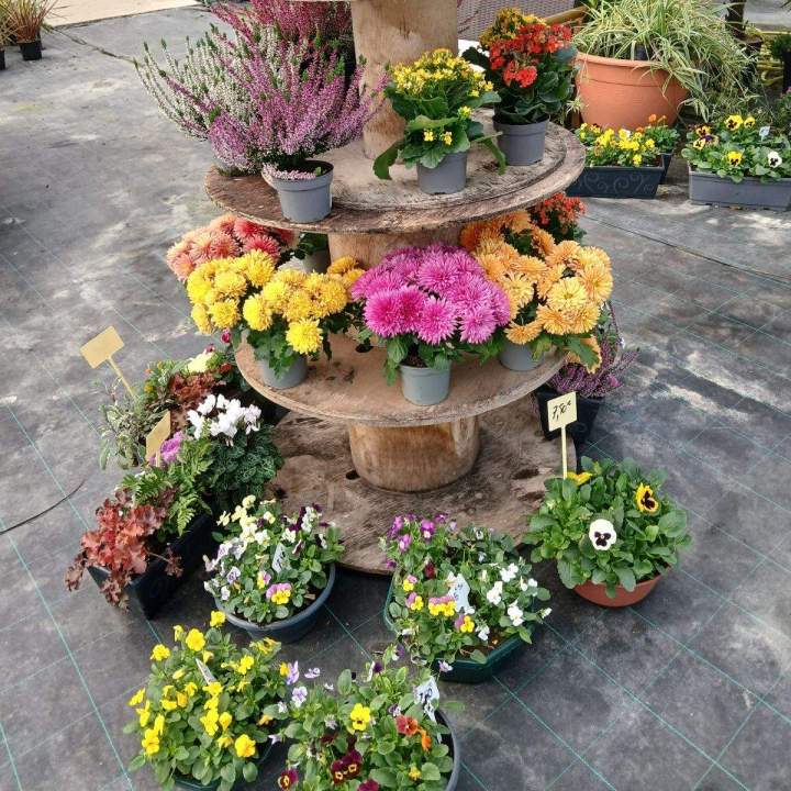 Un large choix de fleurs, de plants potagers et d’arbustes.