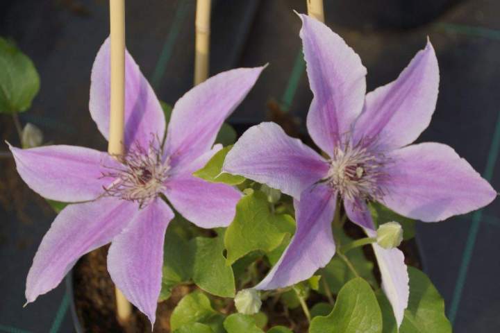 Jardinerie en ligne Allouville-Bellefosse