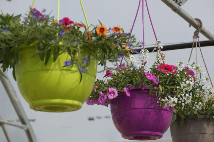 Professionnel de l’entretien de jardins Allouville-Bellefosse