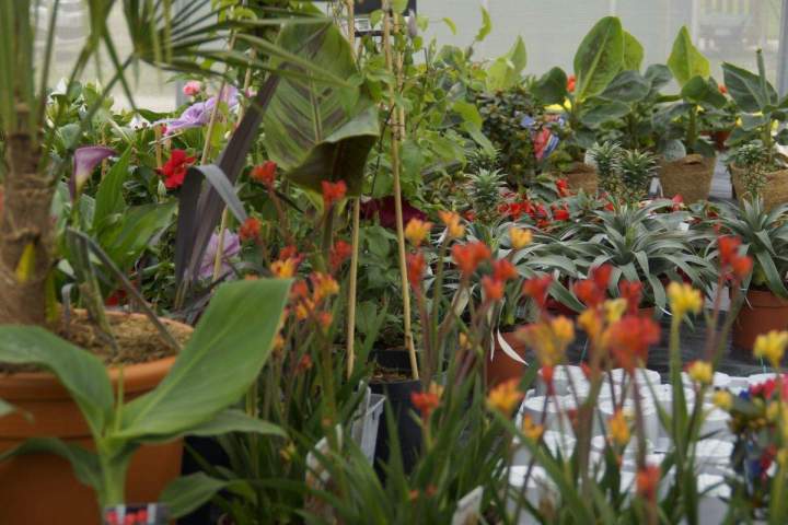 Jardinerie en ligne Allouville-Bellefosse