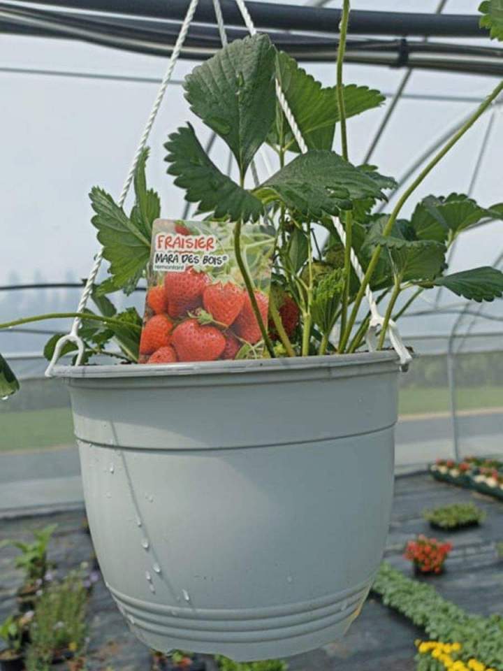 Jardinerie en ligne Allouville-Bellefosse