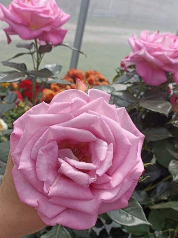 Vente de plantes Allouville-Bellefosse