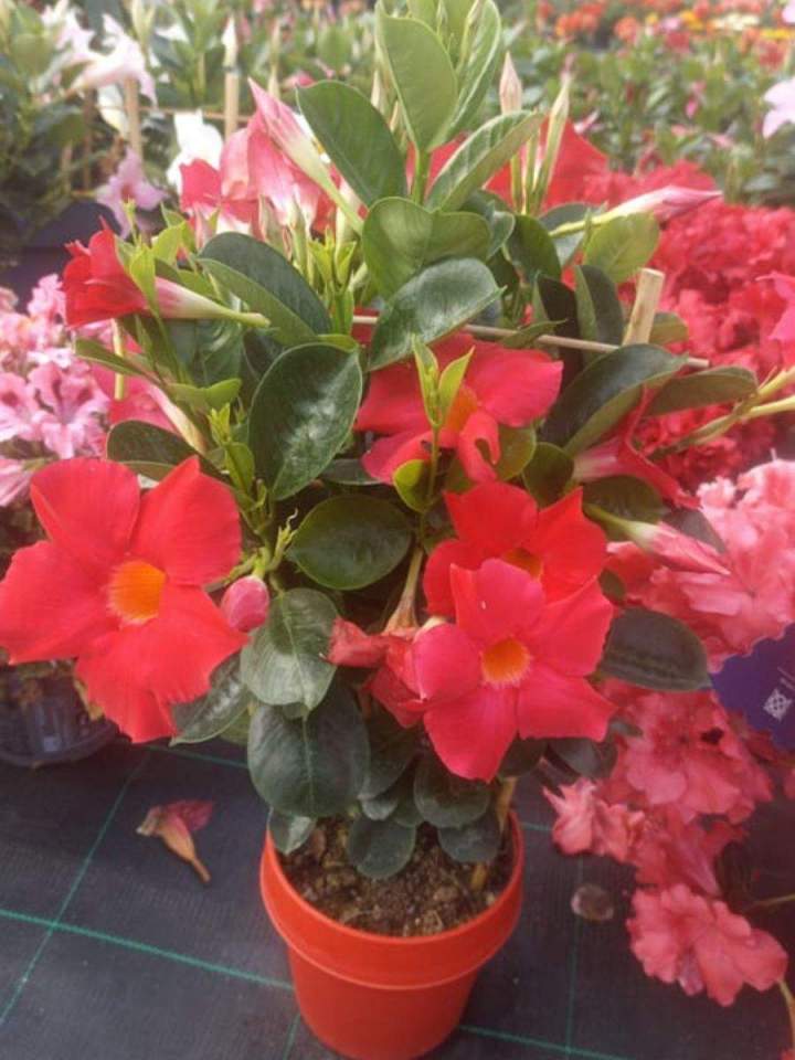 Vendeur de plantes Allouville-Bellefosse