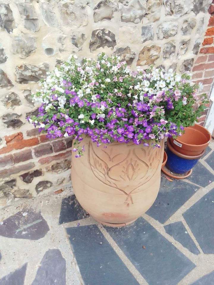 Vendeur de plantes Allouville-Bellefosse