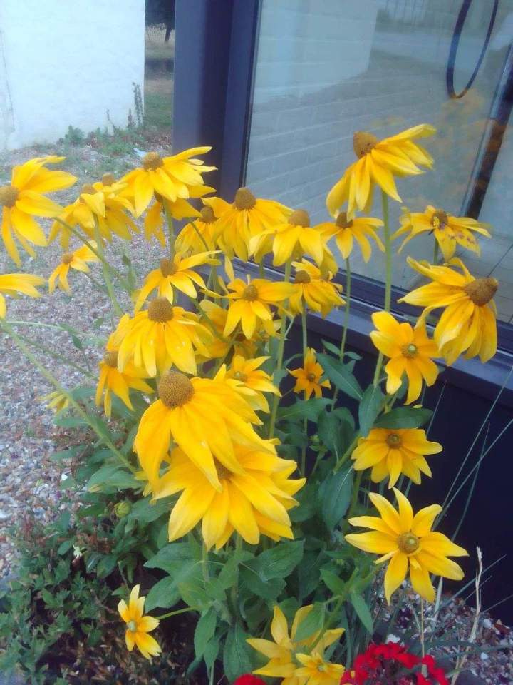 Vente de plantes Allouville-Bellefosse