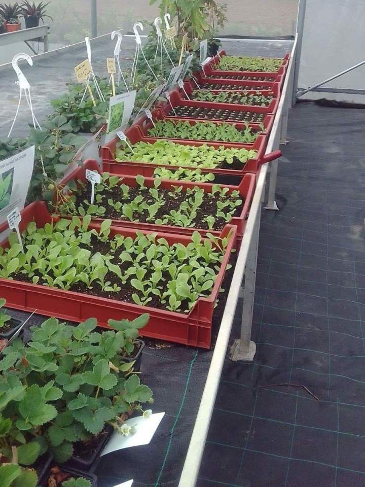 Magasin de jardinage en ligne Allouville-Bellefosse