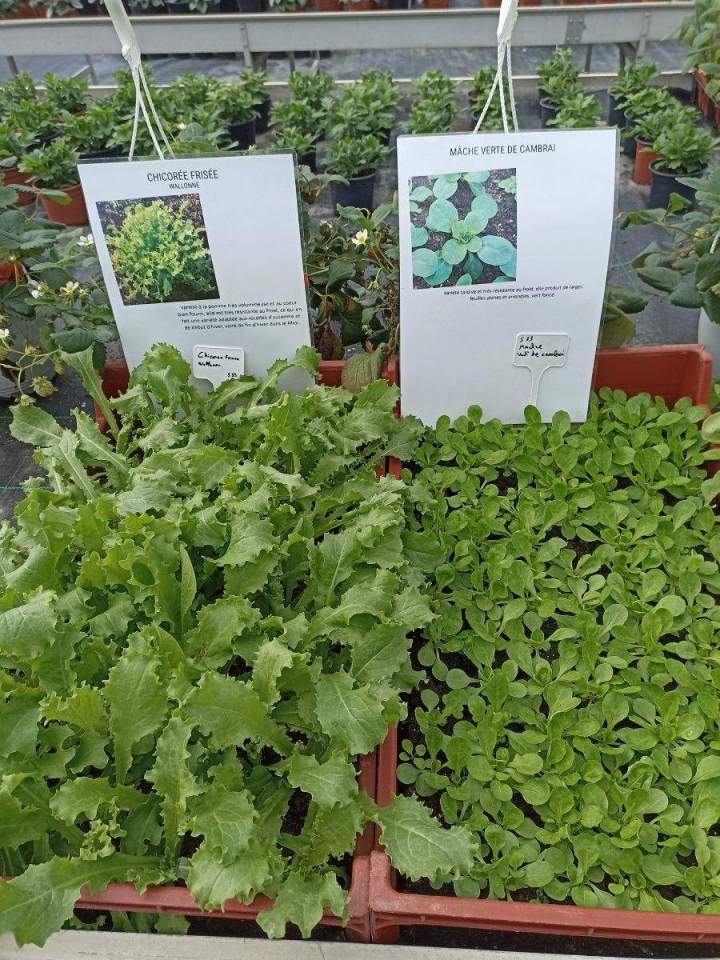 Jardinerie en ligne Allouville-Bellefosse