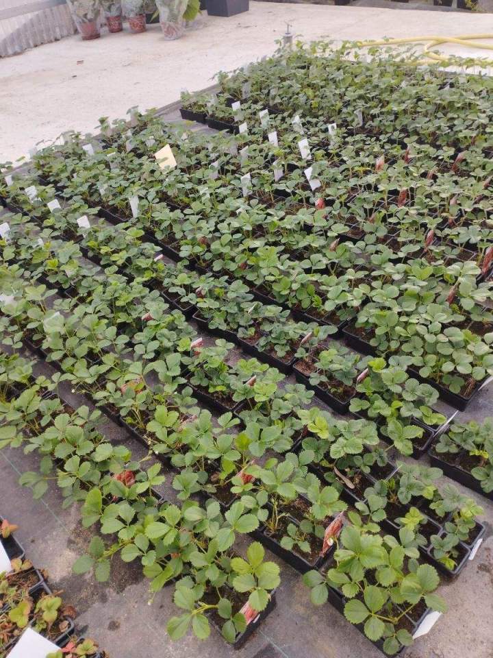 Vente de plantes Allouville-Bellefosse