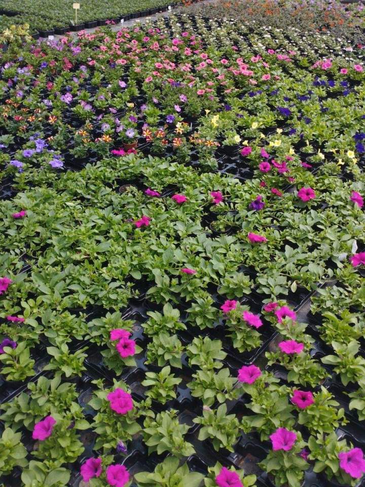 Magasin de jardinage en ligne Allouville-Bellefosse