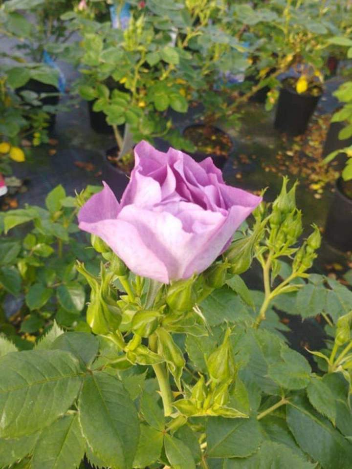 Magasin de jardinage en ligne Allouville-Bellefosse