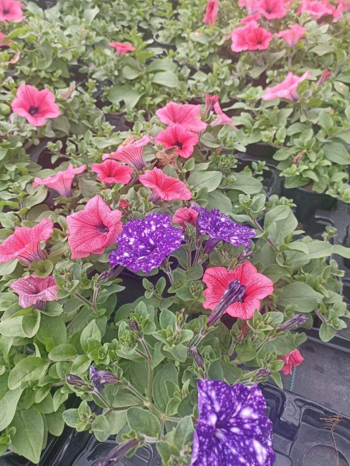 Magasin de jardinage en ligne Allouville-Bellefosse