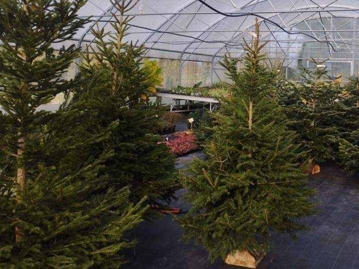 Plantation de massifs Allouville-Bellefosse