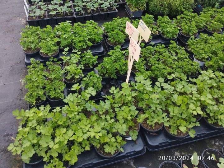 Vente de plantes Allouville-Bellefosse