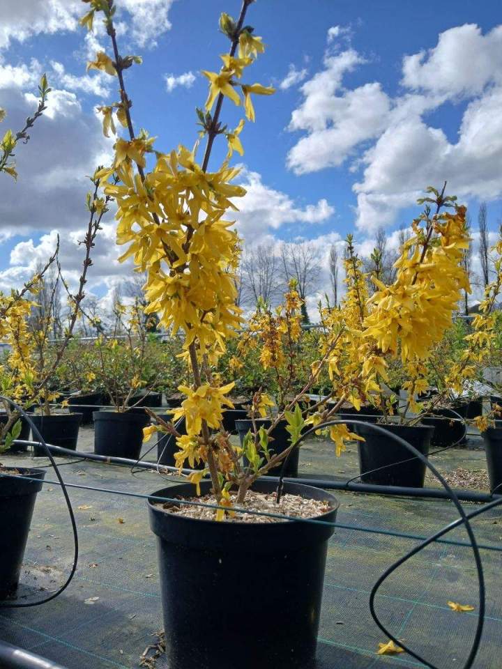 Vente en ligne de plantes Allouville-Bellefosse