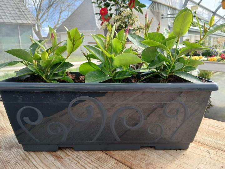 Vendeur de plantes Allouville-Bellefosse