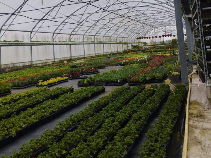 Jardinerie en ligne Allouville-Bellefosse