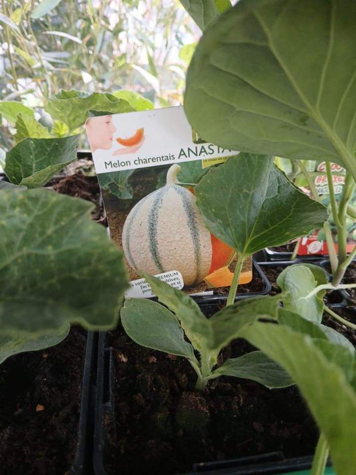 Jardinerie en ligne Allouville-Bellefosse