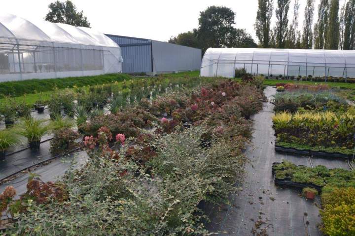 Jardinerie en ligne Allouville-Bellefosse